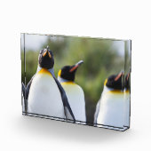 キング誇りを持ったペンギン写真 フォトブロック (右)