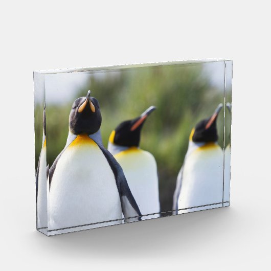 キング誇りを持ったペンギン写真 フォトブロック (左)