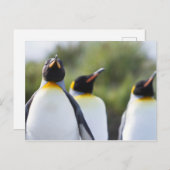 キング誇りを持ったペンギン写真 ポストカード (正面/裏面)