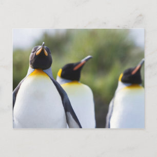 キング誇りを持ったペンギン写真 ポストカード