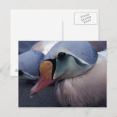 キング・エイダー男性はがき ポストカード (正面/裏面)