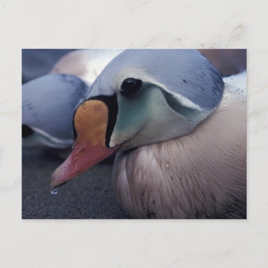 キング・エイダー男性はがき ポストカード (正面)