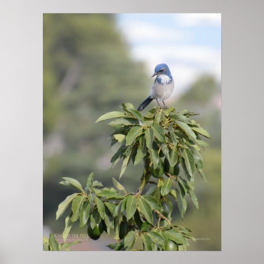 キング・オブ・ザ・ヒル ポスター (正面)