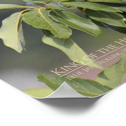 キング・オブ・ザ・ヒル ポスター (角)