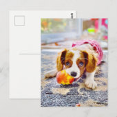 キング・チャールズ・キャバリアの子犬のポストカード ポストカード (正面/裏面)