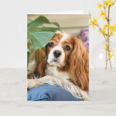 キング・チャールズ・キャバリアー グリーティング カード (黄色い花)