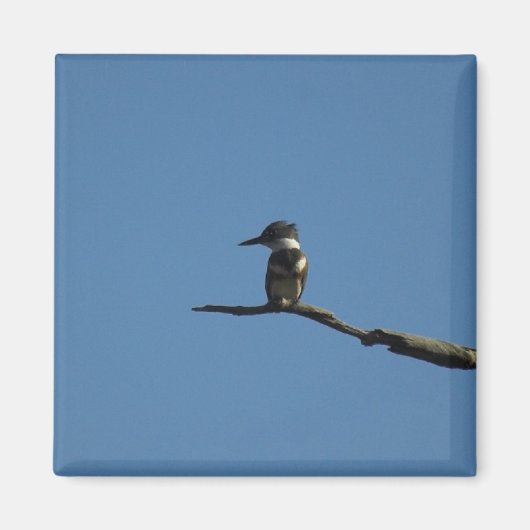 キング・フィッシャー マグネット (正面)