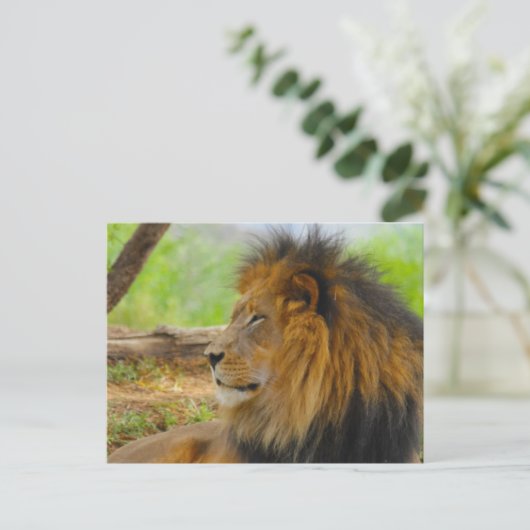 キング ポストカード (スタンド正面)