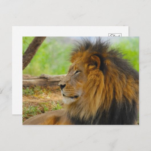 キング ポストカード (正面/裏面)