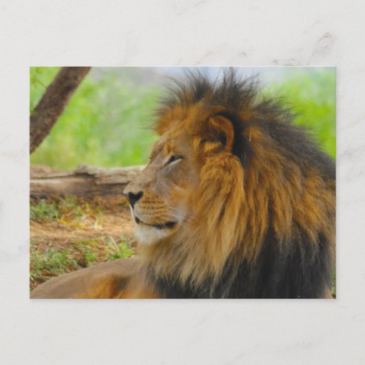 キング ポストカード (正面)