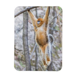 キンシコウサルが木の枝にぶら下がる マグネット