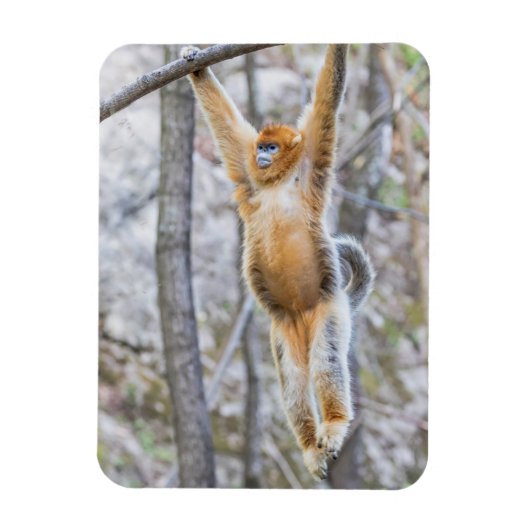 キンシコウサルが木の枝にぶら下がる マグネット (縦)