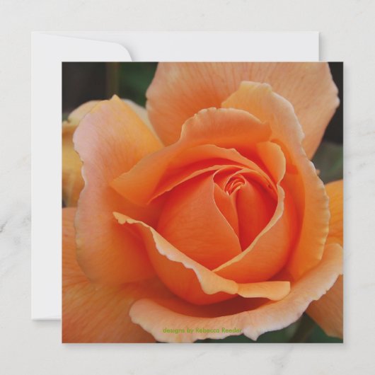 キンセアニェラのオレンジのばら色の誕生日 招待状 (裏面)