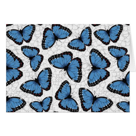 キンチョウ (正面横)