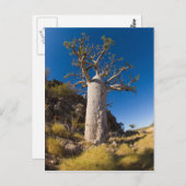 キンバリー ポストカード (正面/裏面)