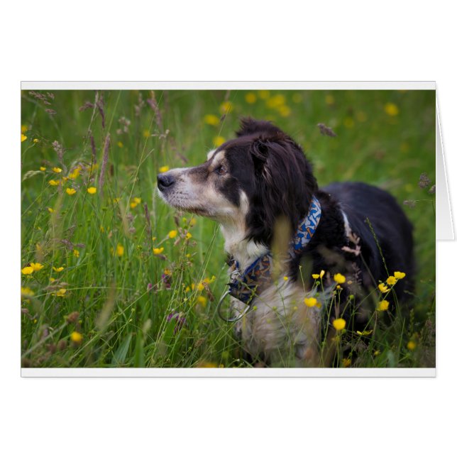 キンボウゲのボーダー (正面横)