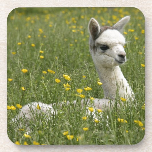 キンボウゲのCria コースター (正面)