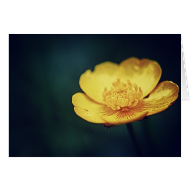 キンボウゲカード (正面横)