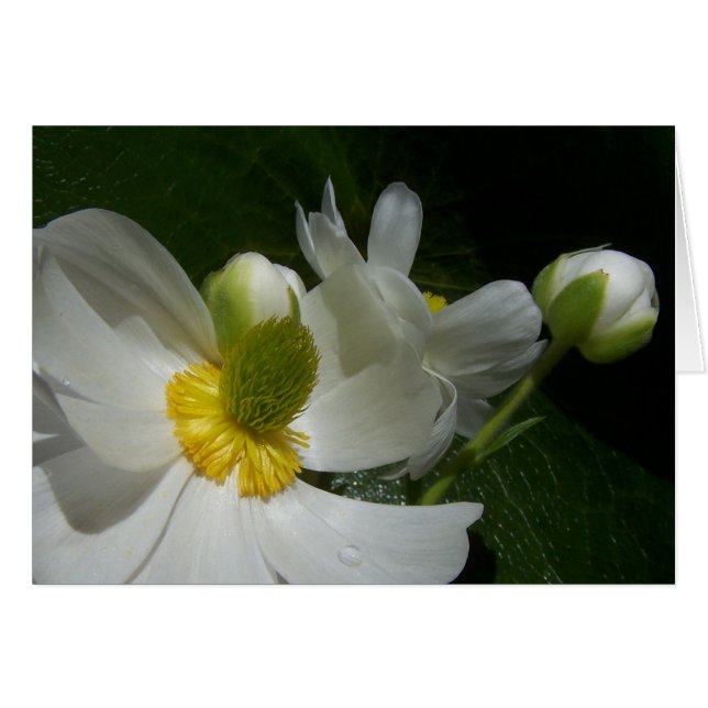 キンボウゲカード (正面横)