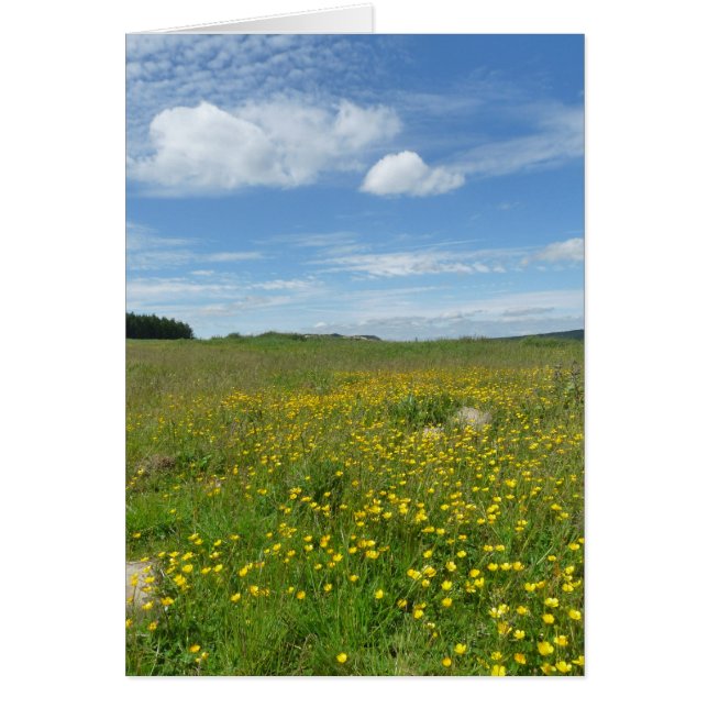 "キンボウゲ! " (正面)