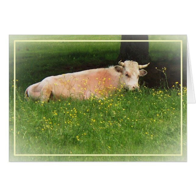 キンボウゲ (正面横)