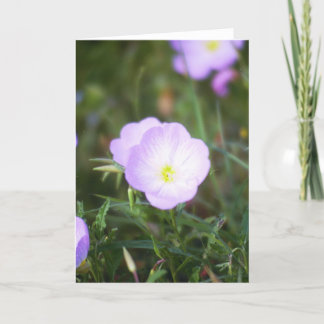 キンボウゲ カード