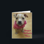 キンボウゲ カード<br><div class="desc">少しpittbullテリアの子犬-    母の日カード</div>