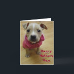 キンボウゲ カード<br><div class="desc">少しpittbullテリアの子犬-    母の日カード</div>