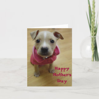 キンボウゲ カード