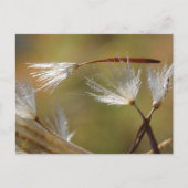 キンポウゲの種は友情と共に、哀悼の意を表す ポストカード (正面)