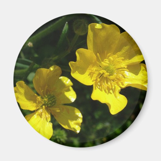 キンポウゲの花 マグネット (正面)