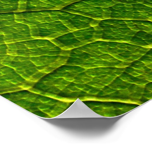 キンポウゲ葉脈 ポスター (角)