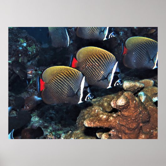 キンポウゲ ポスター (正面)