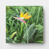 キンレイカ（ストレリチア） フォトプラーク (正面)