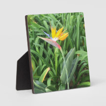 キンレイカ（ストレリチア）