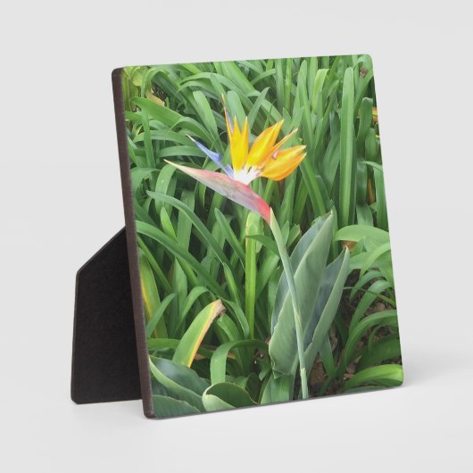 キンレイカ（ストレリチア） フォトプラーク (正面)