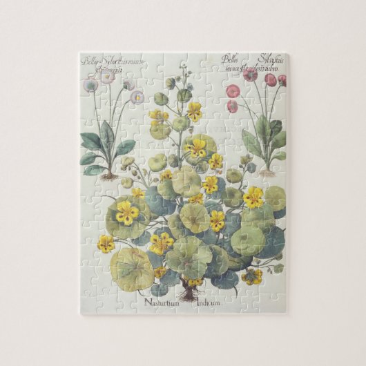 キンレンカおよびデイジー: 1.Nasturtium Indicum; 2.B ジグソーパズル (縦)