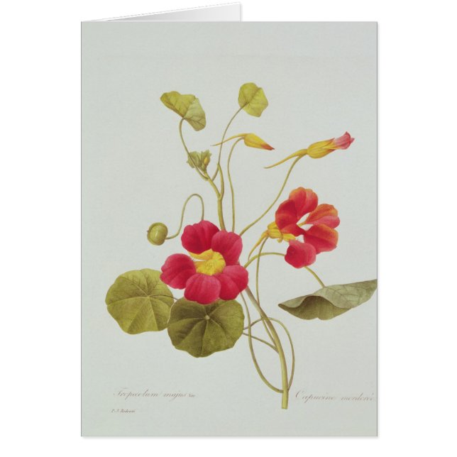 キンレンカ (正面)