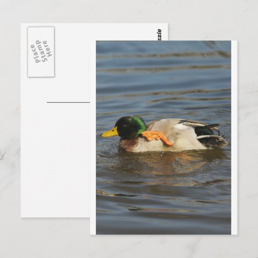 キーキー ポストカード (正面/裏面)