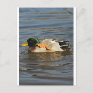 キーキー ポストカード