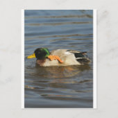 キーキー ポストカード (正面)