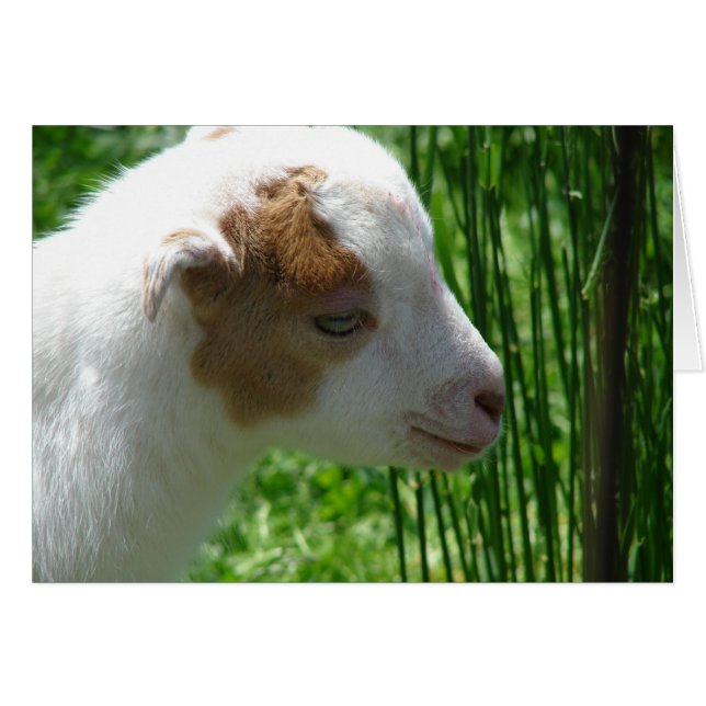 キーク (正面横)