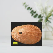 キーホールリンペット(Diodora italica) ポストカード (スタンド正面)