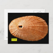 キーホールリンペット(Diodora italica) ポストカード (正面/裏面)