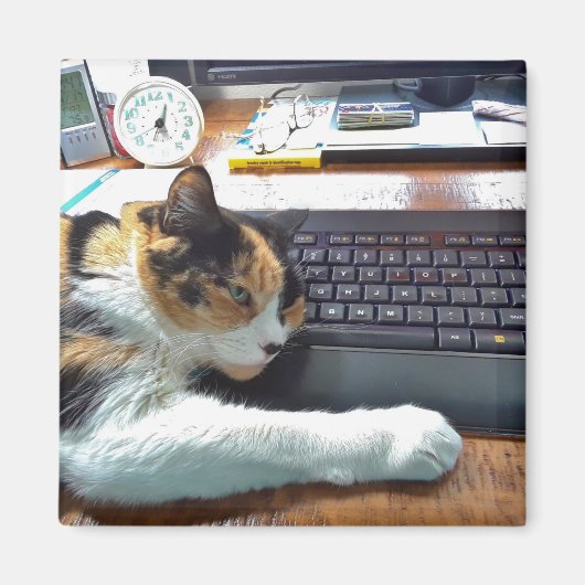 キーボードマグネット上の猫 マグネット (正面)