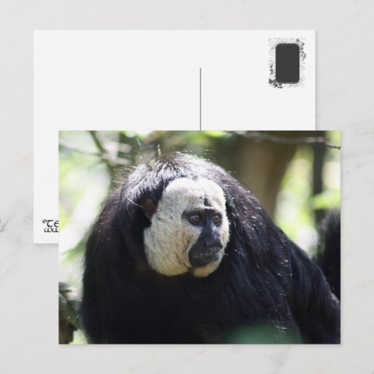 ギアナン崎 ポストカード (正面/裏面)