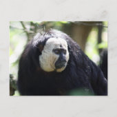 ギアナン崎 ポストカード (正面)