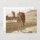 ギザエジプトのラクダ ポストカード (正面/裏面)