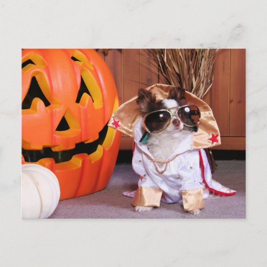 ギズモ – チワワ – トーマス ポストカード (正面)