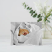 ギズモ ポストカード (スタンド正面)